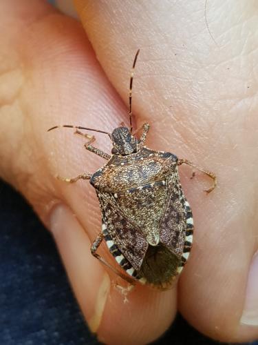 Halyomorpha halys